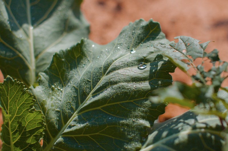 mexico tobacco industry The Rebirth of Mexico's Premium Cigar Sector